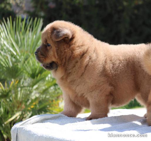 Adorables chiots de race chow-chow disponibles de suite