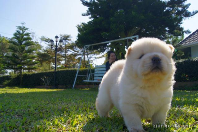 Adorables chiots de race chow-chow disponibles de suite