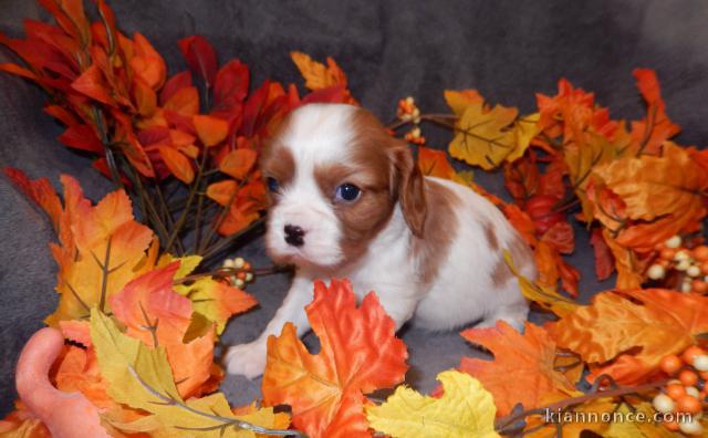 Adorables Chiots Cavalier King Charles Pure Race inscrits au lof