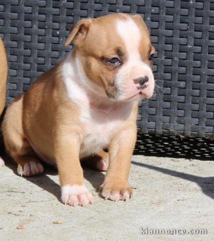 Magnifique et adorable chiot american staffordshire terrier