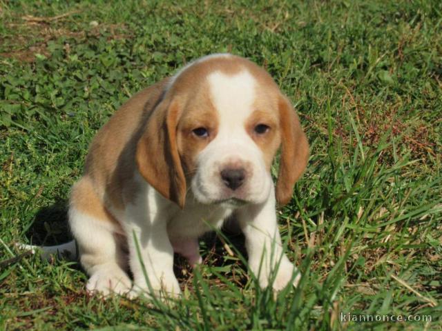 Magnifique et adorable chiot beagle