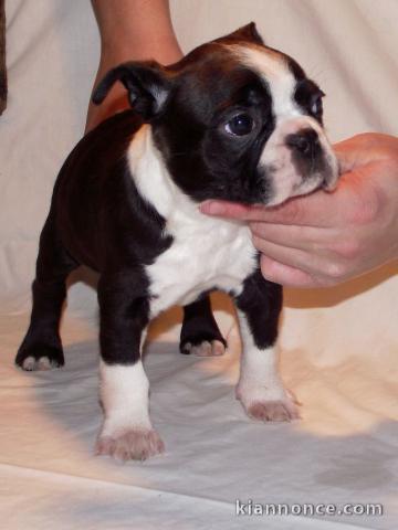 Magnifique et adorable chiot boston terrier