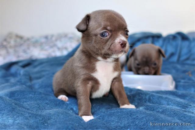 Magnifique et adorable chiot chihuahua