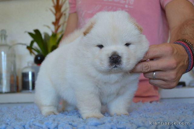 Magnifique et adorable chiot chow-chow