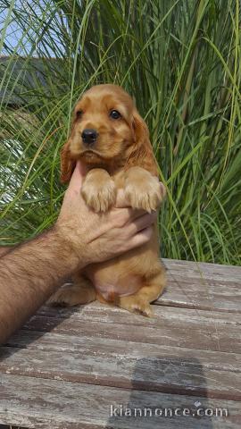 Magnifique et adorable chiot cokers