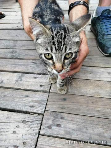 Chatons Type Bengal  mâles et femelles