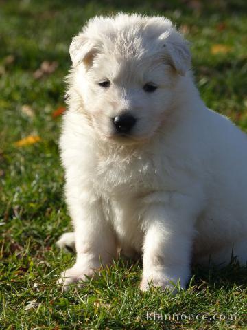 A donner chiot berger blanc suisse femelle