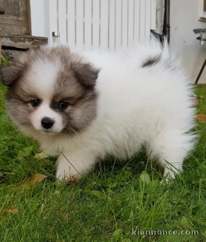 chiot spitz allemand nain femelle