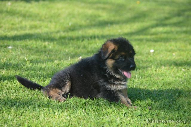 chiot berger allemand a donner