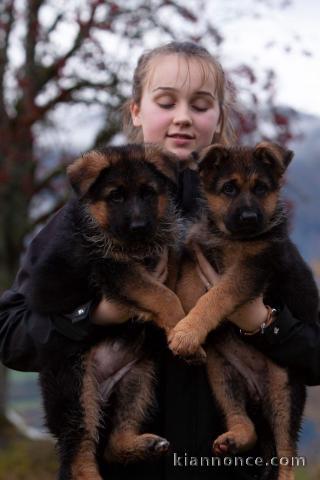 Magnifiques chiots berger allemend lof donner