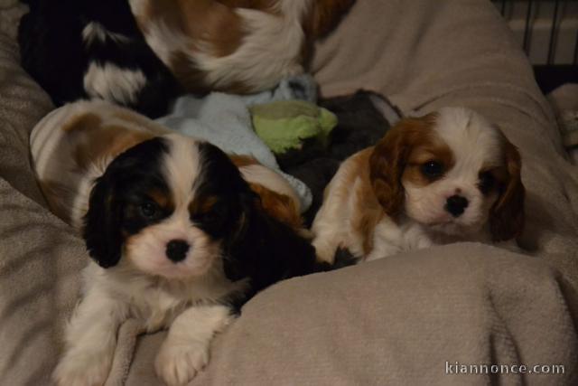 chiot cavalier king a donner