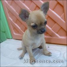 chiots chihuahua a donner