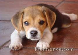 chiot beagle a donner