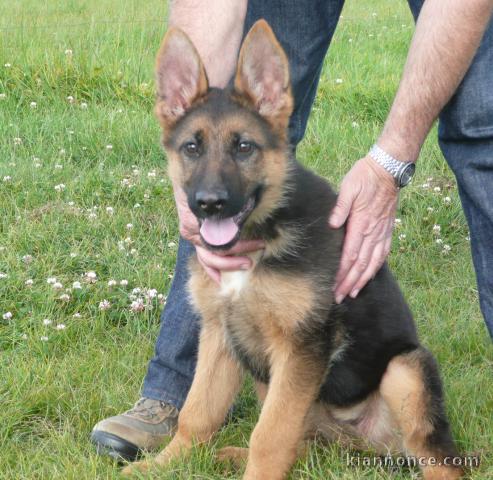 chiot berger allemand a donner