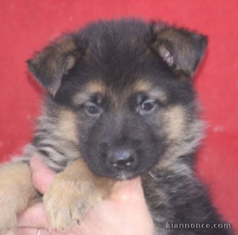 chiot berger allemand à donner