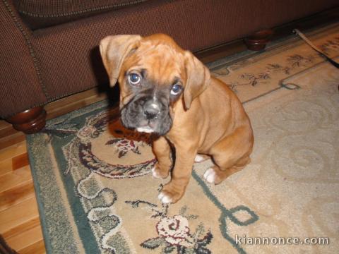 beau chiot boxer a donner