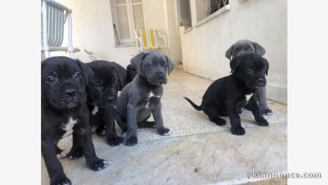 bebe cane corso a donner