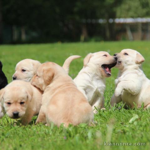 chiots labrador a donner