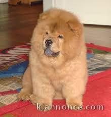 chiot chow chow a donner