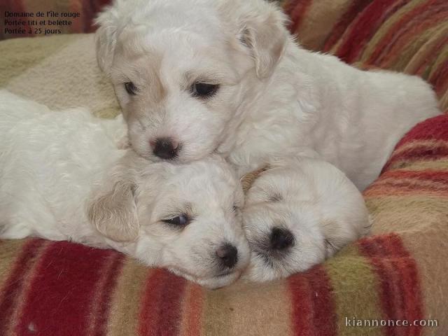 adorables bichons maltais a donner