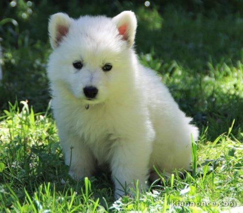 berger blanc suisse a donner