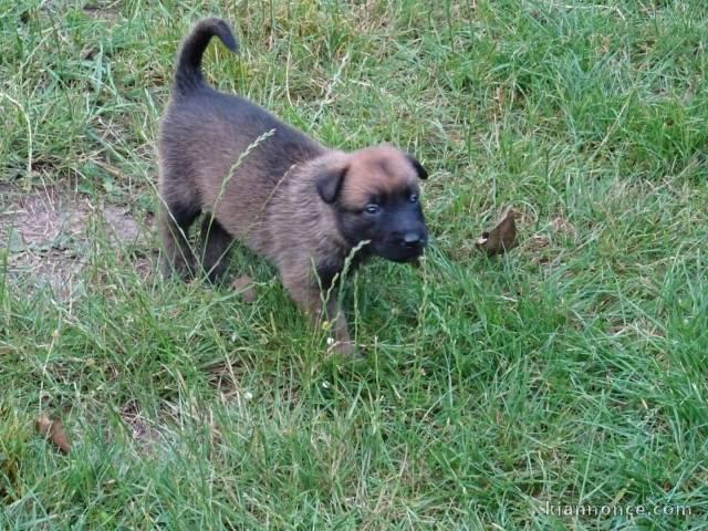 bebe berger malinois a donner