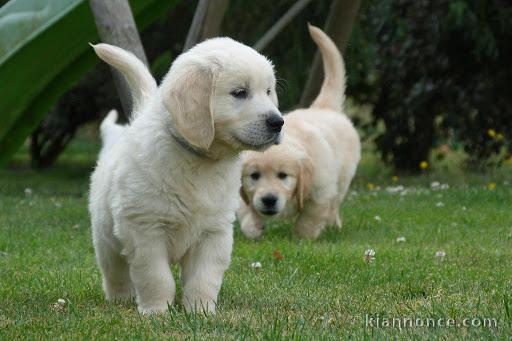 adorables chiots golden a donner