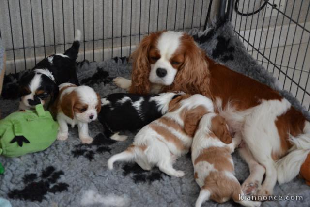 bebe cavalier king a donner