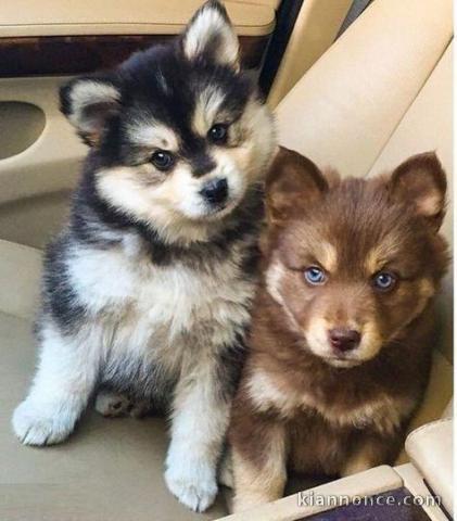 chiot pomsky a donner