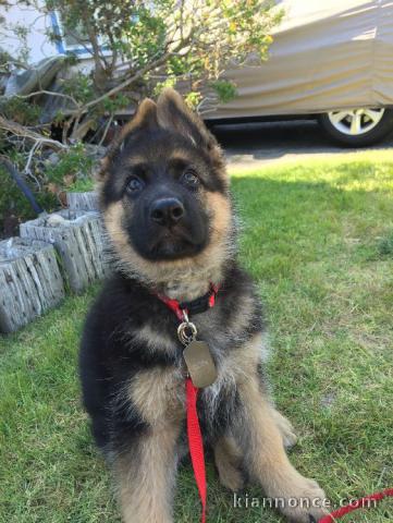 chiot berger allemand a donner