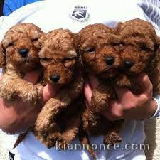 adorables chiots caniches a donner