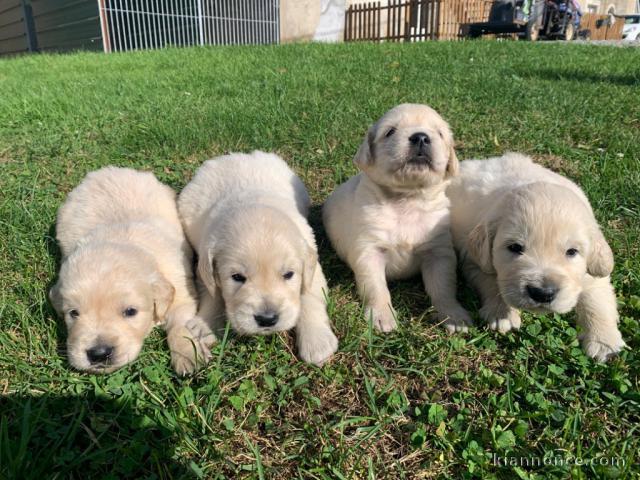 Je donne Chiots Golden Retriever