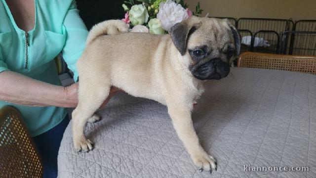 Chiot carlin mâle/femelle à adopter