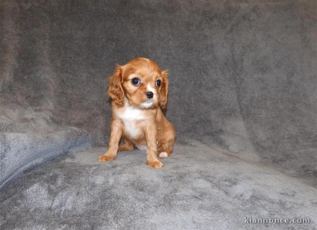 Adorables Chiots Cavalier King Charles Pure Race inscrits au lof