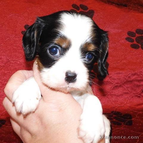 Adorables Chiots Cavalier King Charles Pure Race inscrits au lof