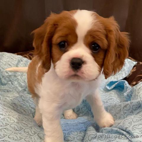 Adorables Chiots Cavalier King Charles Pure Race inscrits au lof