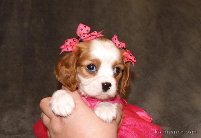 Adorables Chiots Cavalier King Charles Pure Race inscrits au lof