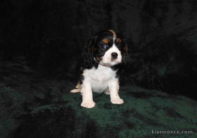 Adorables Chiots Cavalier King Charles Pure Race inscrits au lof