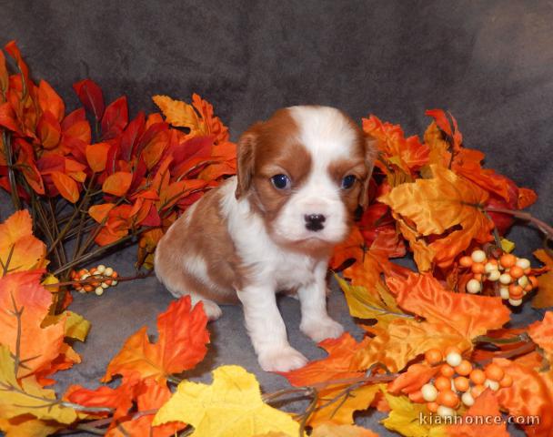 Adorables Chiots Cavalier King Charles Pure Race inscrits au lof