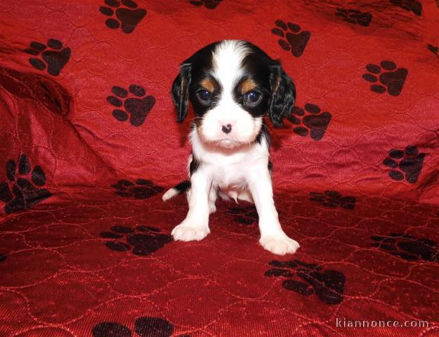 Adorables Chiots Cavalier King Charles Pure Race inscrits au lof