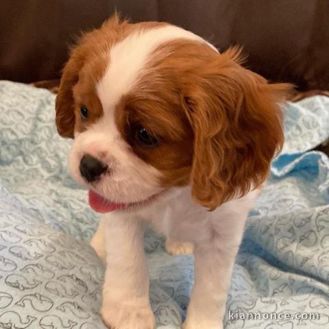 Adorables Chiots Cavalier King Charles Pure Race inscrits au lof