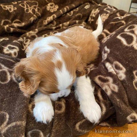 Adorables Chiots Cavalier King Charles Pure Race inscrits au lof