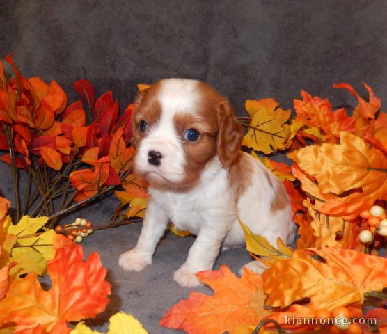 Adorables Chiots Cavalier King Charles Pure Race inscrits au lof