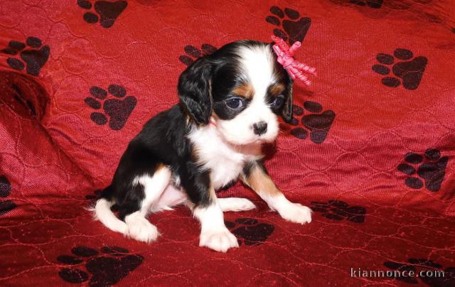 Adorables Chiots Cavalier King Charles Pure Race inscrits au lof