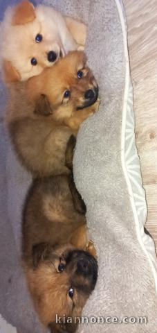 Spitz chiot pomeranien