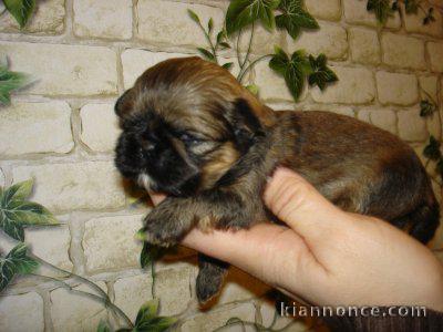 chiot shih tzu a donner