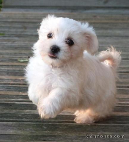 adorables bichons maltais a donner