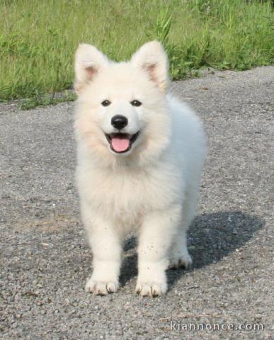 berger blanc suisse a donner