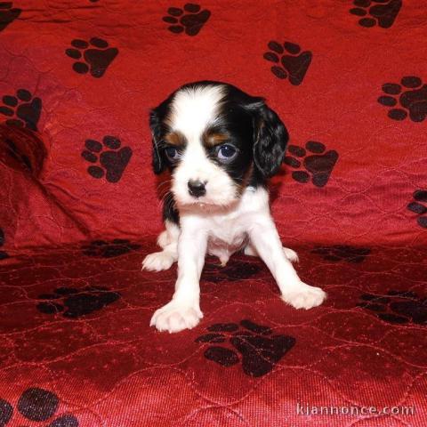 Adorables Chiots Cavalier King Charles Pure Race inscrits au lof