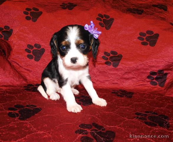 Adorables Chiots Cavalier King Charles Pure Race inscrits au lof